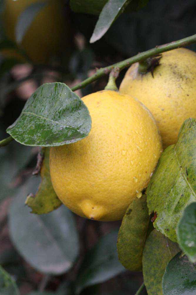              Fruit (Riverside, CA)       